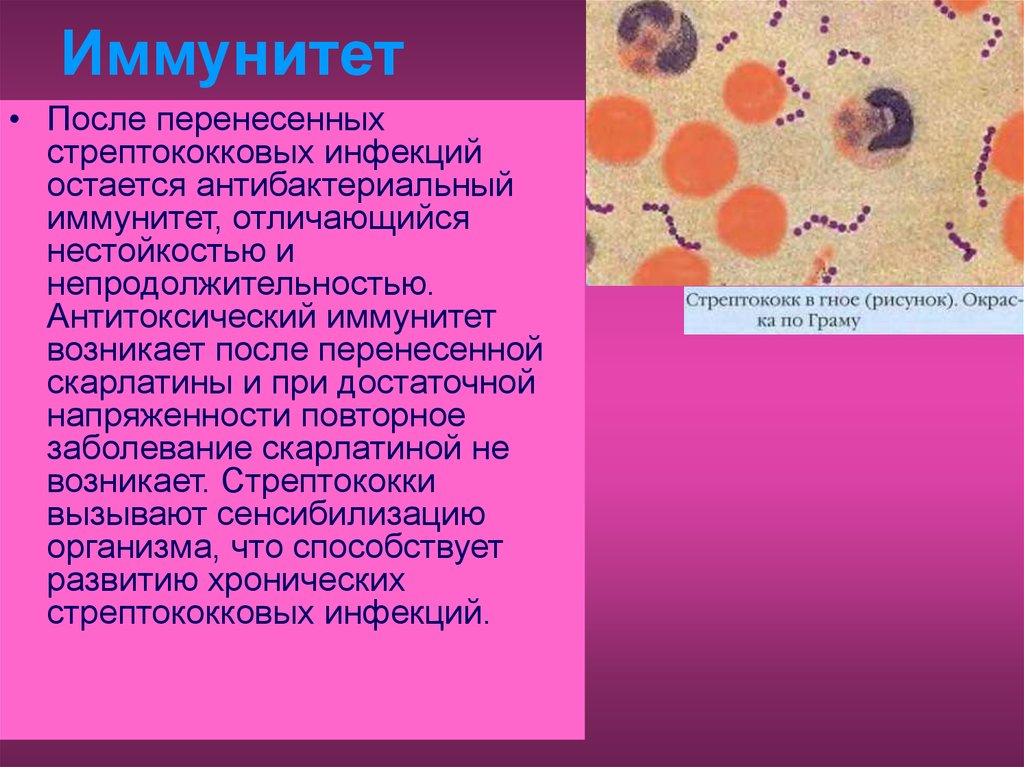 После перенесенного заболевания вырабатывается. Возбудитель скарлатины иммунитет. Стрептококки иммунитет. Стрептококковая инфекция возбудитель. Скарлатина возбудитель стафилококк.