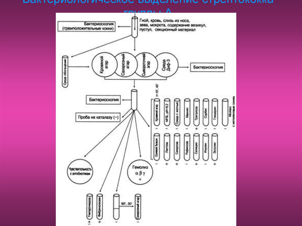 Схема исследования стрептококков