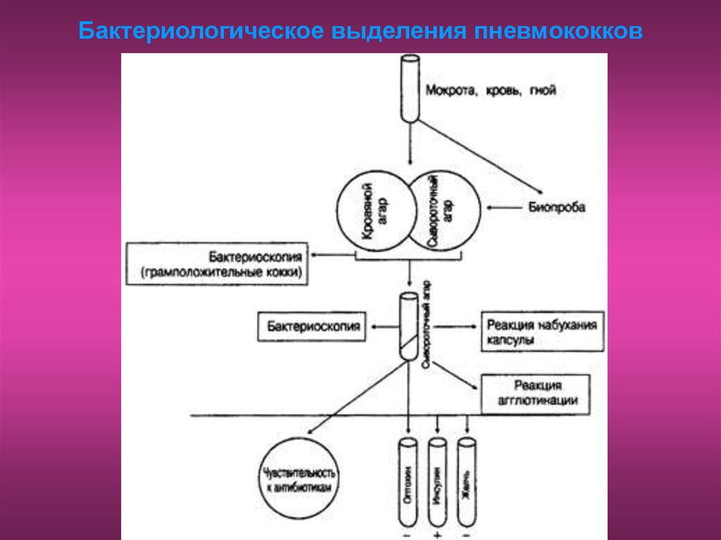 Схема лабораторной диагностики стрептококковой инфекции