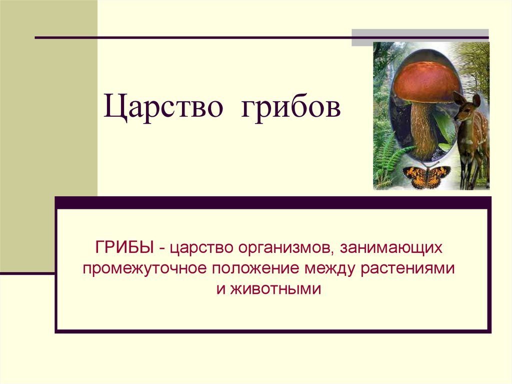 Что общего между грибами и растениями. Царство грибы. Царство царство грибов. Царство грибов название. Организмы царства грибов.