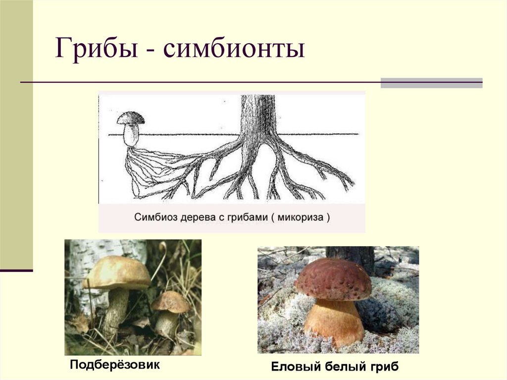 Какой тип питания характерен для подберезовика. Примеры грибов симбионтов. Грибы симбионты питание. Шляпочные грибы микориза. Строение грибов симбионтов.