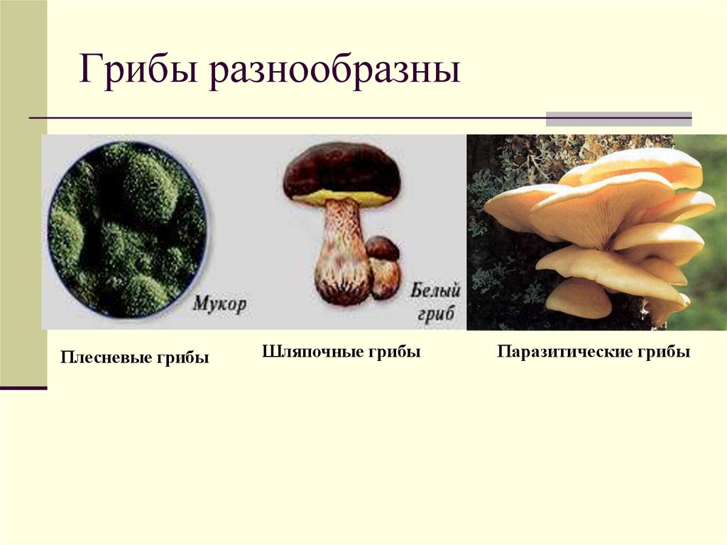 Какие есть группы грибов. Грибы Шляпочные, плесневые, паразитические, дрожжи. Группы грибов Шляпочные и плесневые. Грибы Шляпочные грибы плесневые грибы. Грибы плесневые Шляпочные дрожжи.