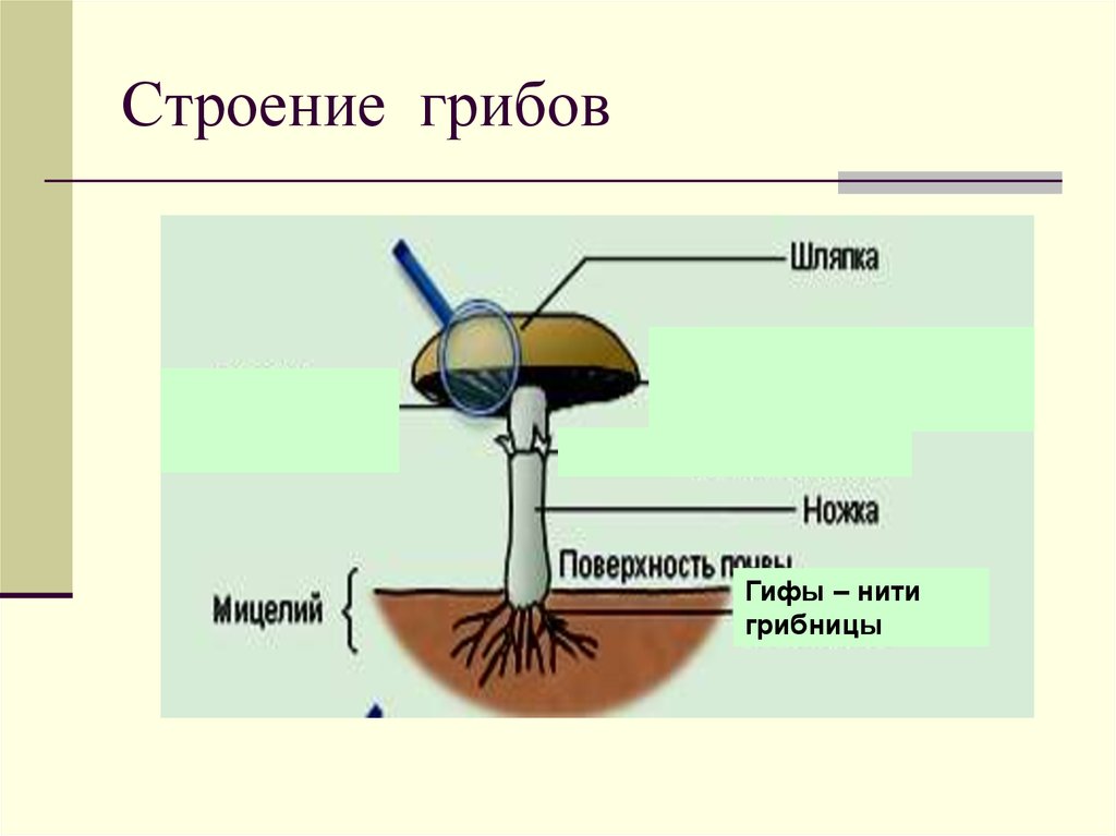 Грибы нити. Строение гриба мицелий. Строение мицелия грибов. Строение грибницы мицелия. Строение грибов мицелий гифы.