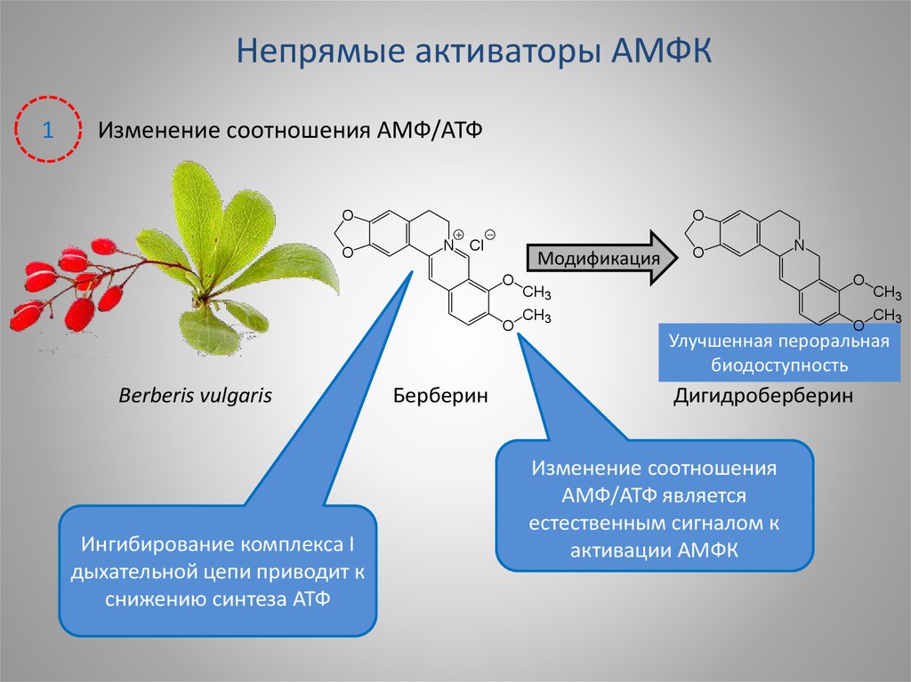 Снижение атф. Аденозинфосфорные кислоты. АМР акивируемая протеинкиназа. Ингибиторы синтеза АТФ.