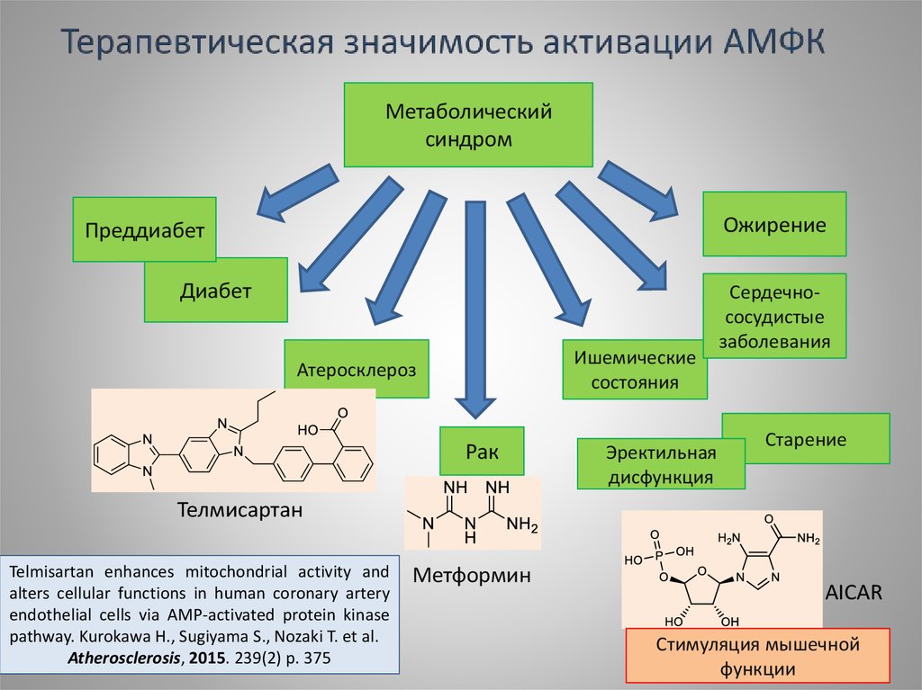 Вещество повышающее. Амф киназа. АМР акивируемая протеинкиназа. АМФК фермент. Амф-активируемая протеинкиназа.