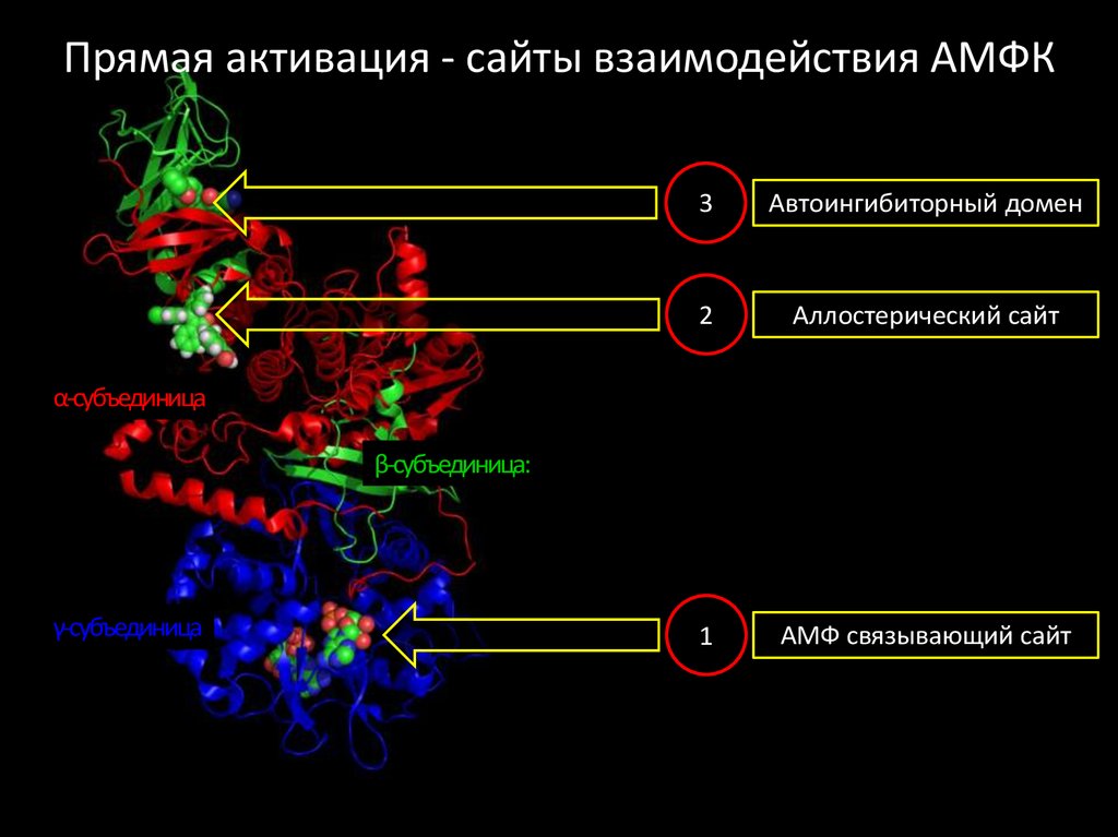 Аллостерический активатор. Аллостерическое взаимодействие. Схема приёма адаптагкноа. АМР акивируемая протеинкиназа.