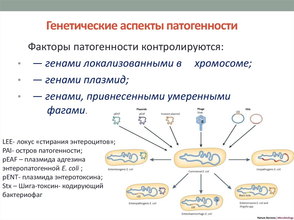 Генетика микроорганизмов микробиология