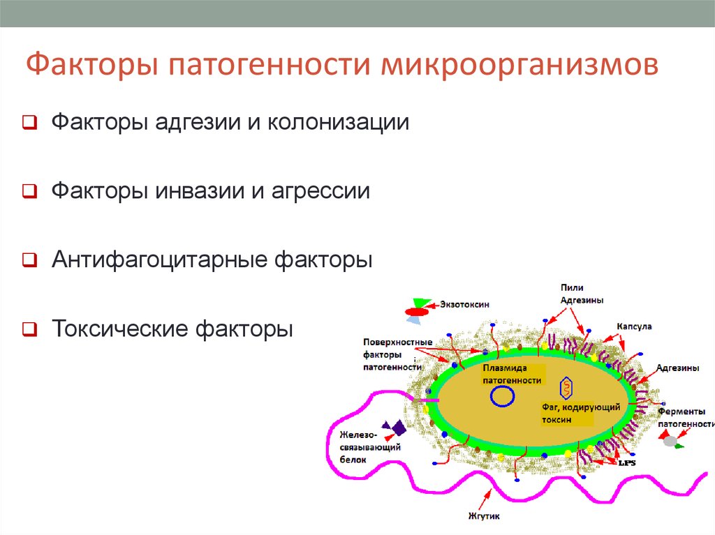 Ii группе патогенности. Схема факторы патогенности микроорганизмов. Факторы патогенности микробиология. Факторы адгезии и колонизации микроорганизмов. Факторы патогенности микроорганизмов микробиология.