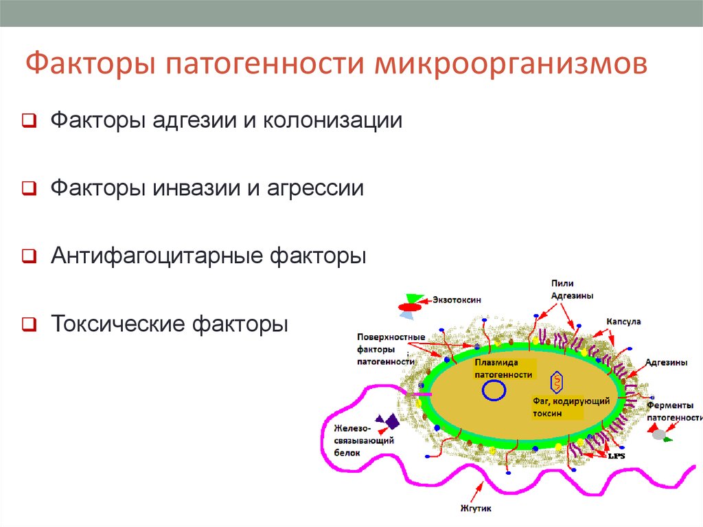 Ii группе патогенности