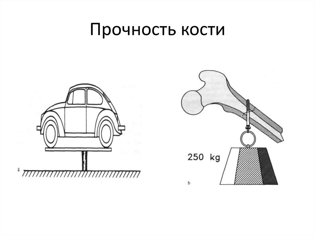 Прочность кости. Прочность кости на сжатие. Прочность костей человека. Прочность костей зависит. Ударная прочность костей.