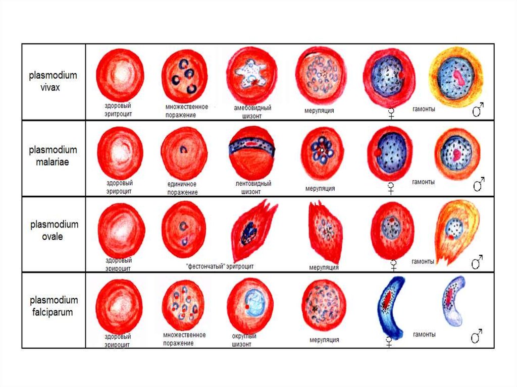 Плазмодии человека. Plasmodium Vivax строение. Малярийный плазмодий строение. Plasmodium Vivax морфология. Plasmodium Vivax форма.