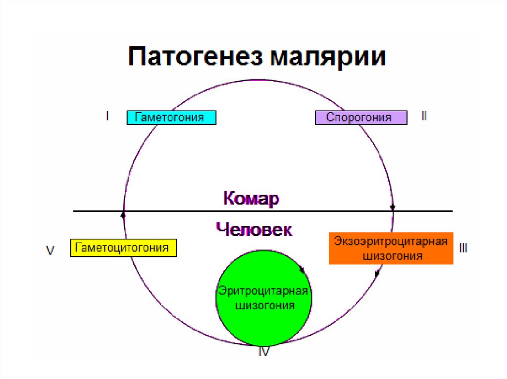 Схема передачи малярии человеку