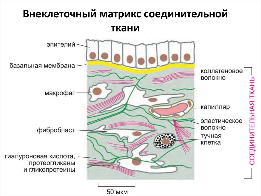 Базальная мембрана. Строение матрикса соединительной ткани. Межклеточный Матрикс соединительной ткани биохимия. Строение внеклеточного матрикса. Состав межклеточного матрикса кожи.