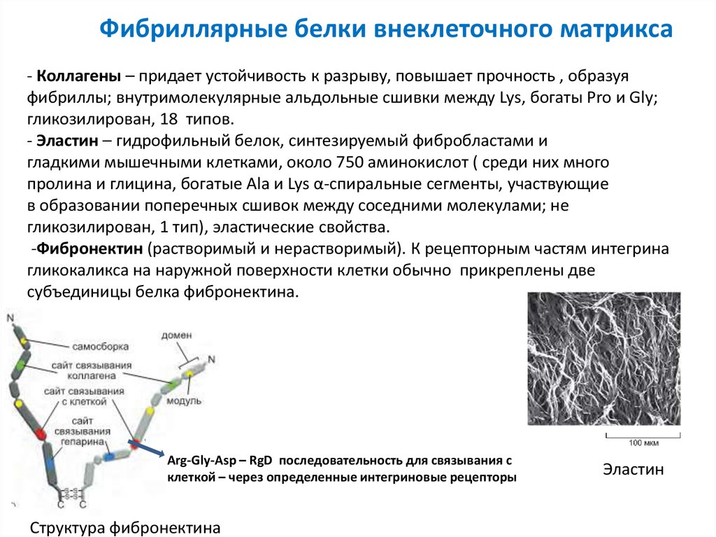 Молекулярная организация