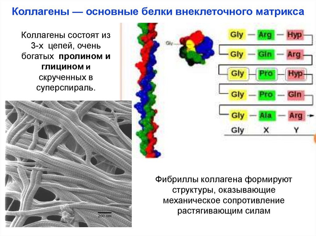 Структурный белок. Коллаген основной структурный белок внеклеточного матрикса. Белки внеклеточного матрикса и их функции. Первичная структура коллагена формула. Строение коллагеновой фибриллы.