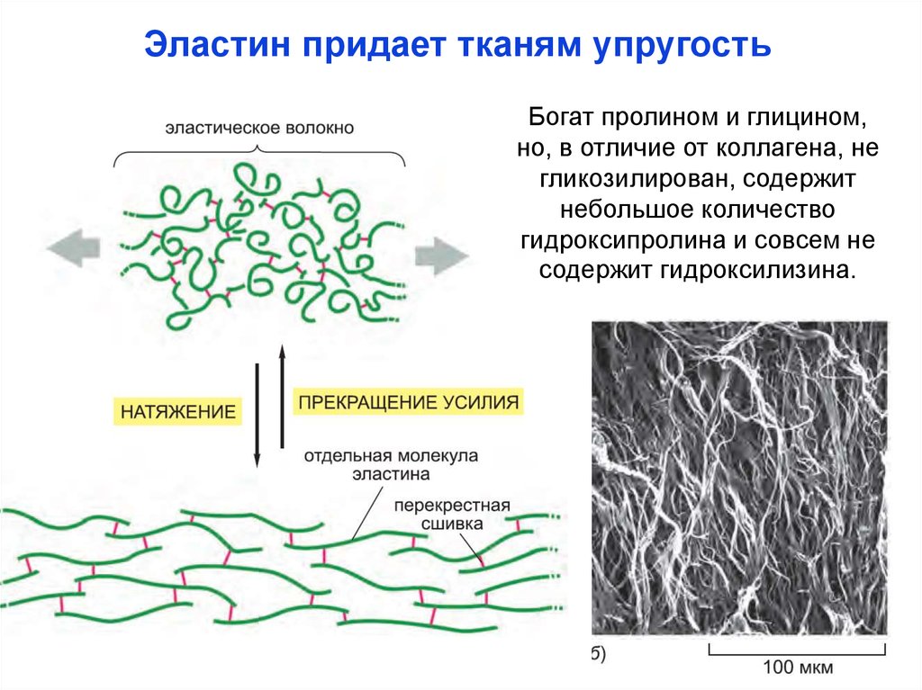 Молекулярная организация. Структура коллагена и эластина биохимия. Строение эластинового волокна. Эластин структура и функции.