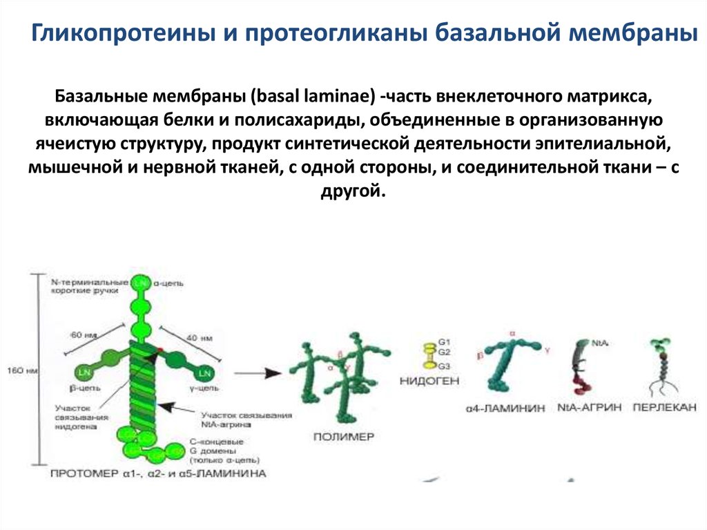 Молекулярная организация. Гликопротеины строение биохимия. Гликопротеины структура биологическая роль. Строение протеогликанов биохимия. Углеводные компоненты сложных белков гликопротеины и протеогликаны.