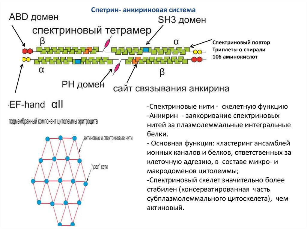 Молекулярная организация. Анкирин эритроцитов функции. Белок анкирин. Нити цитоскелета в мембране. Заякоривание цитоскелета.