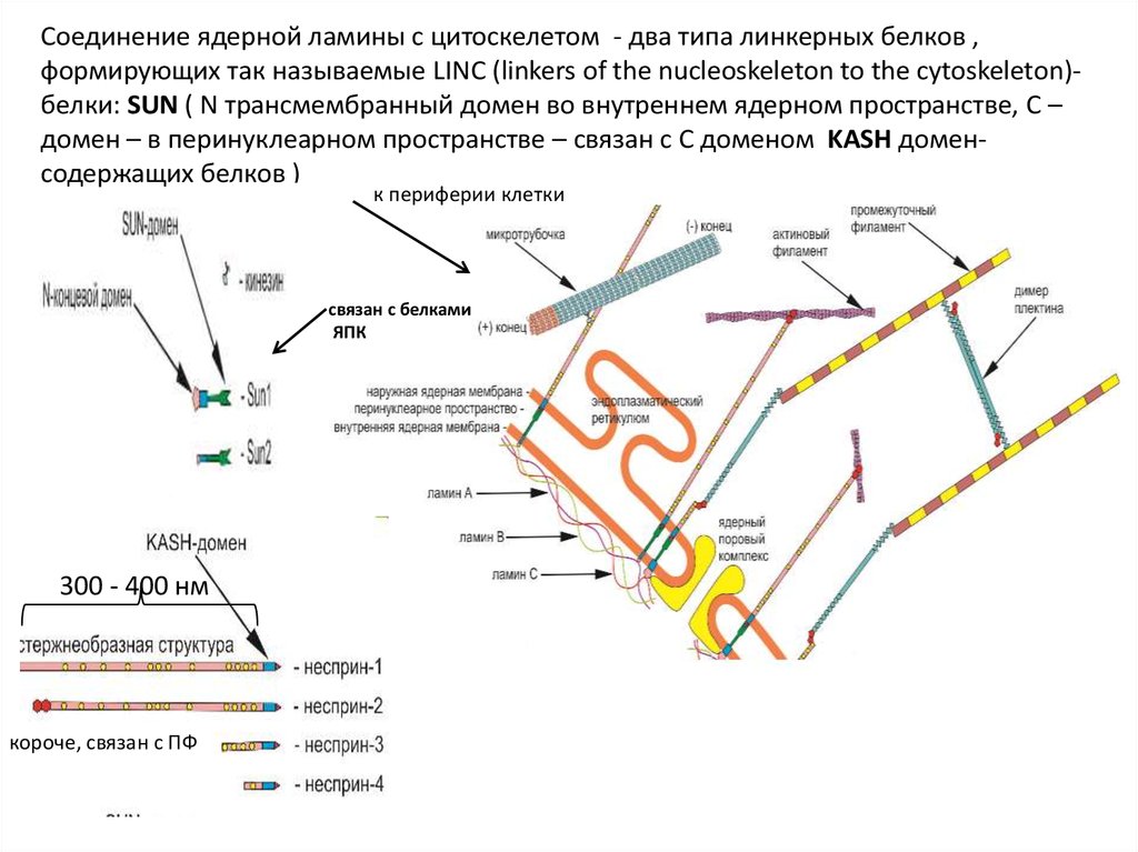 Молекулярная организация