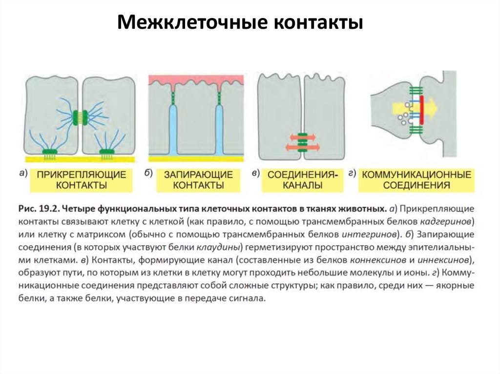 Молекулярная организация. Типы межклеточных контактов схемы. Классификация клеточных контактов таблица. Межклеточные соединения функции.