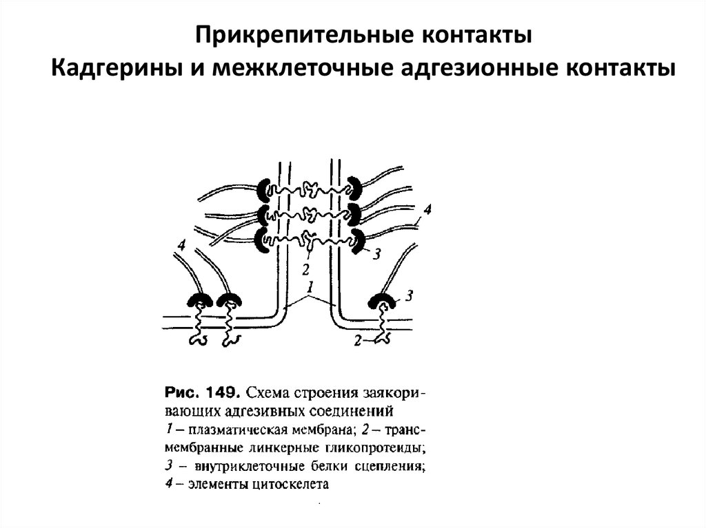 Виды межклеточных контактов