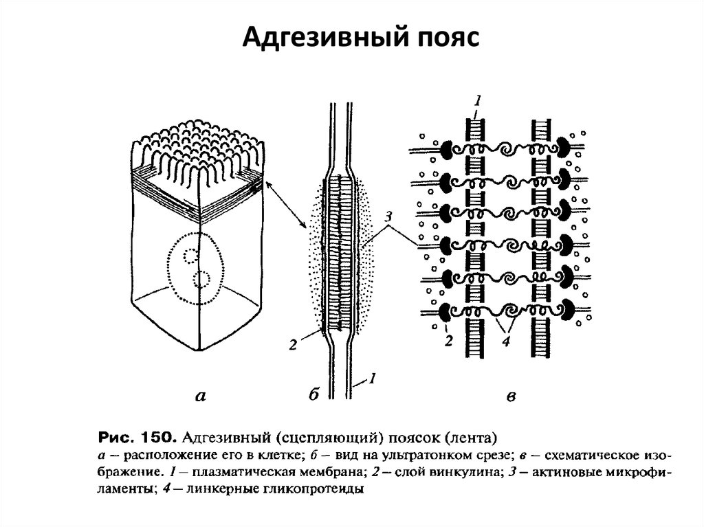 Каким номером на рисунке обозначена структура. Схема строения заякоривающих адгезивных соединений. Схема строения межклеточных соединений. Заякоривающие межклеточные контакты адгезивный поясок. Адгезивный поясок строение.