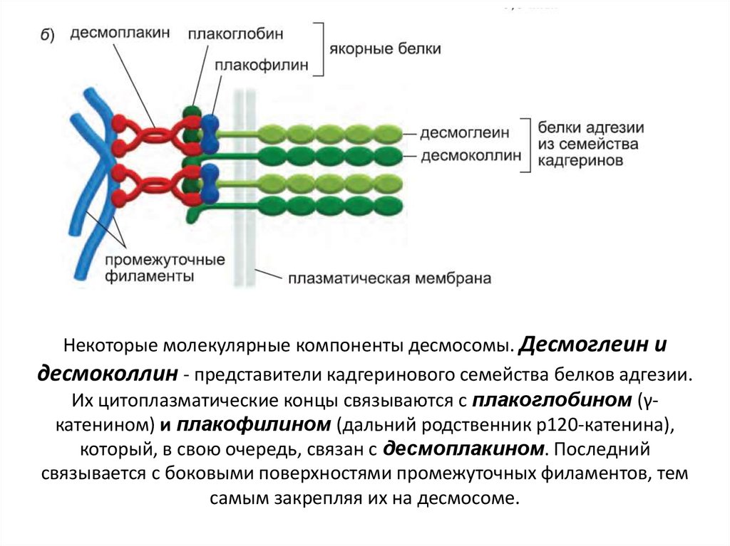 Молекулярная организация