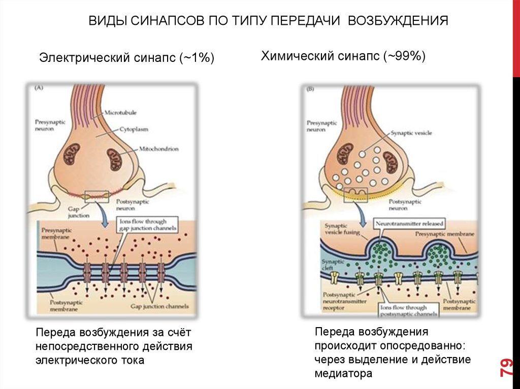 Синапс процесс. Тип передачи возбуждения в синапсах:. Типы синапсов. Синапсы по механизму передачи возбуждения. Виды синапсов по механизму передачи возбуждения.