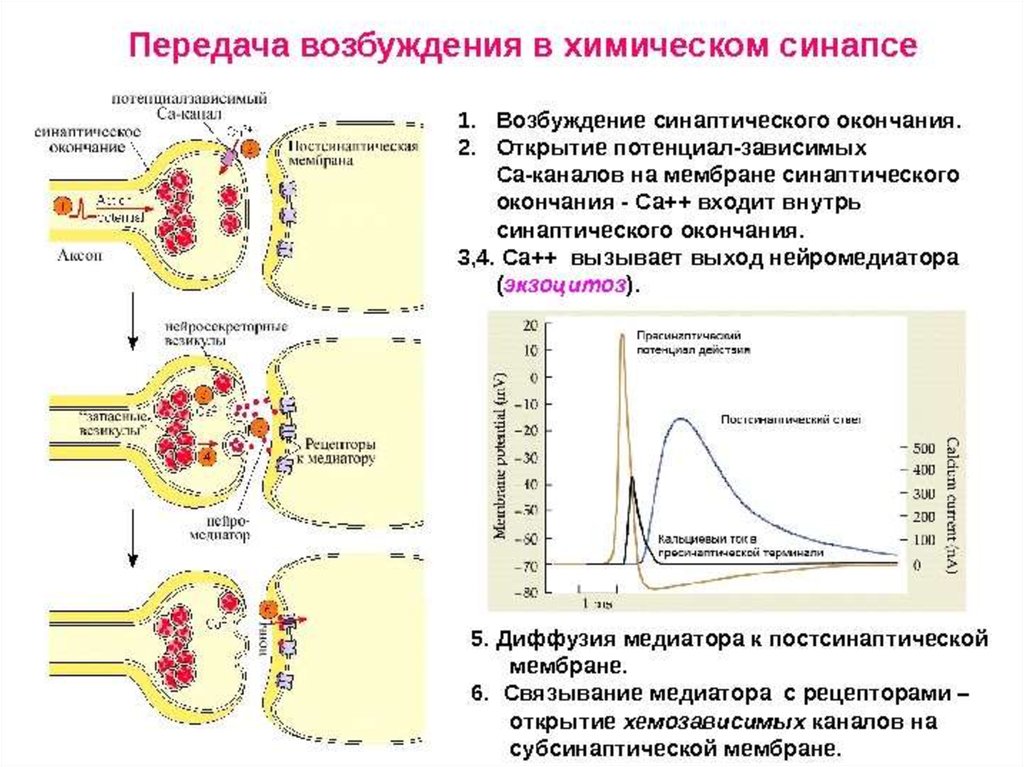 Химический синапс передача возбуждения. Этапы синаптической передачи возбуждения в химических синапсах ЦНС. Механизм синаптической передачи возбуждения. Механизм передачи возбуждения в химическом синапсе. Химический синапс физиология механизм.