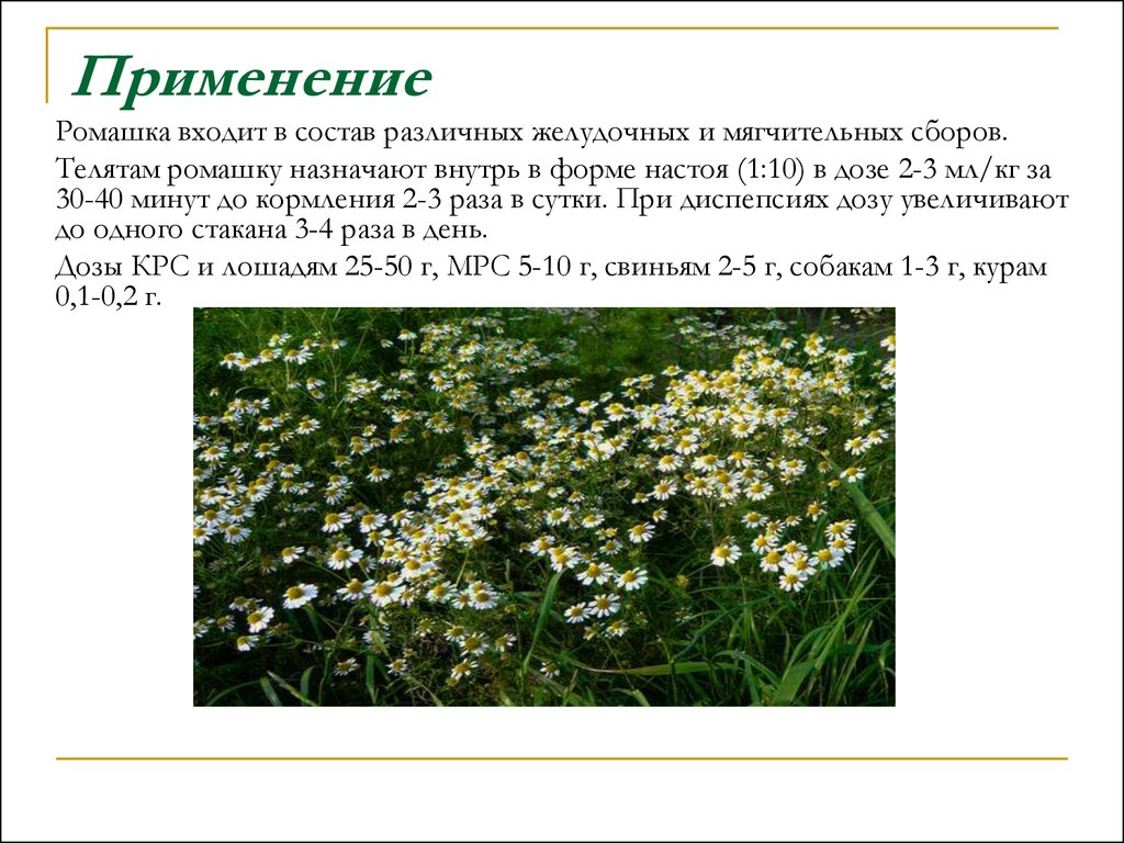 Ромашка инструкция. Ромашка лекарственная состав. Применение ромашки. Лекарственные растения содержащие горечи презентация. Лекарственные растения. Улучшающие пищеварение и горечи.