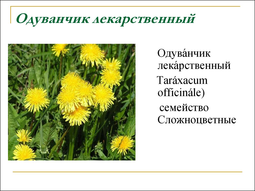 Одуванчик на латыни. Одуванчик лекарственный – Taraxacum officinale. Одуванчик полевой лекарственный представитель семейства. Одуванчик семейство Сложноцветные. Одуванчик лекарственный латынь.