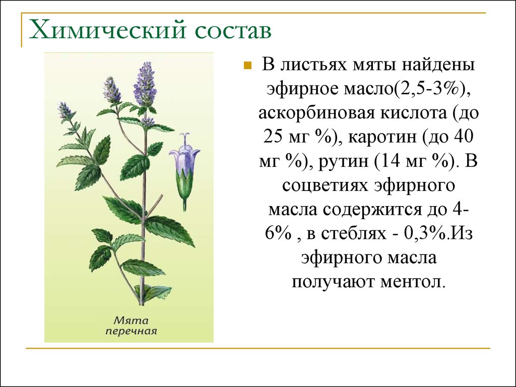 Мята стебли или листья