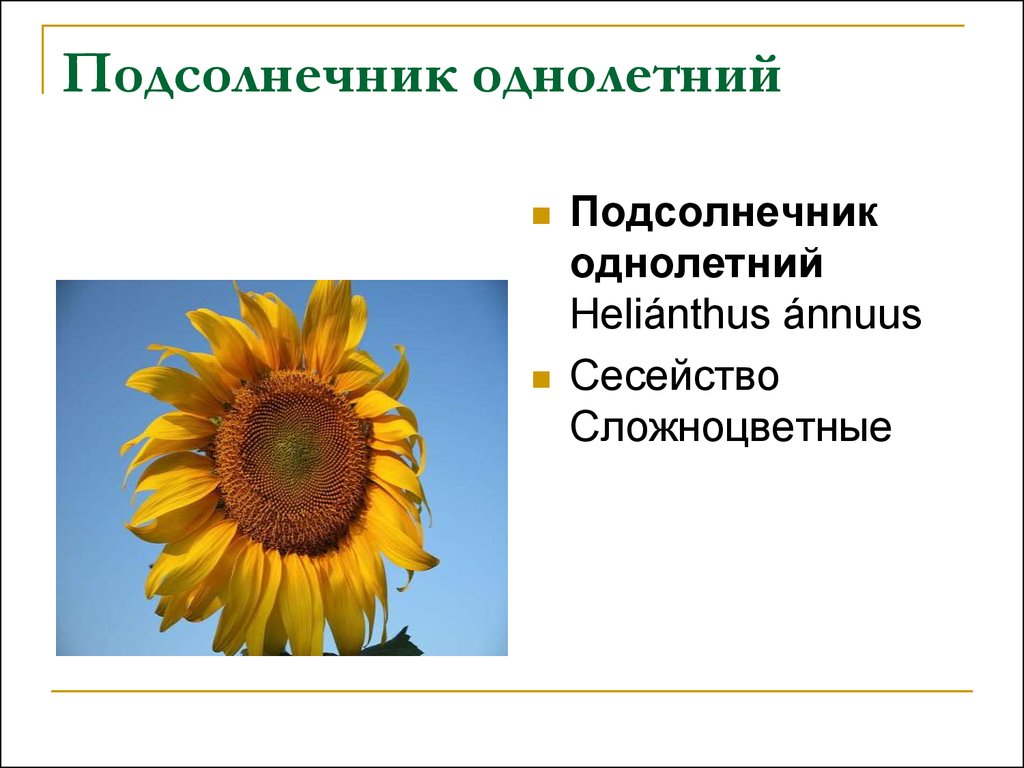 Признаки подсолнечника однолетнего. Подсолнечник однолетний формула цветка. Сложноцветные подсолнечник. Стебель подсолнуха. Подсолнух однолетний.