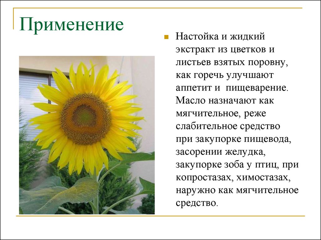 Цветки содержащие. Лекарственные растения улучшающие пищеварение. Растительная горечь, улучшающая пищеварение. Какое растение является символом горечи.