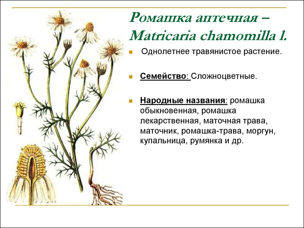Ромашка лекарственная тип питания. Ромашка аптечная (Matricaria Chamomilla). Соцветие ромашки аптечной. Семейство Сложноцветные Ромашка лекарственная. Подцарство ромашки аптечной.