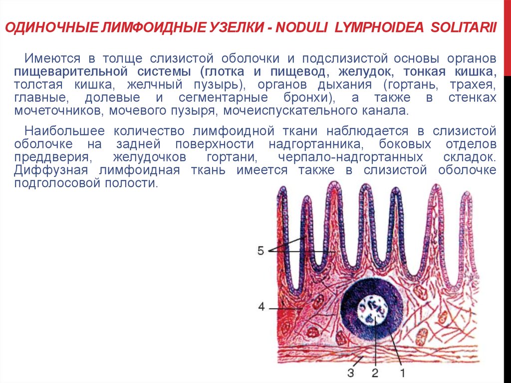 Слизистая оболочка это. Солитарные фолликулы и пейеровы бляшки анатомия. Строение лимфоидной ткани анатомия. Одиночные лимфоидные фолликулы функции. Одиночные и групповые лимфоидные узелки.