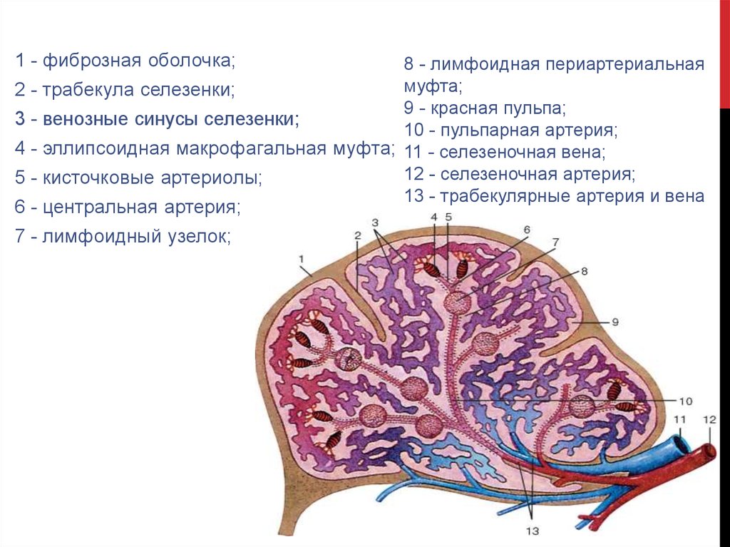 Стволовые клетки селезенки. Строение селезенки гистология. Строение красной пульпы селезенки. Венозные синусы селезенки гистология. Строение белой пульпы селезенки.