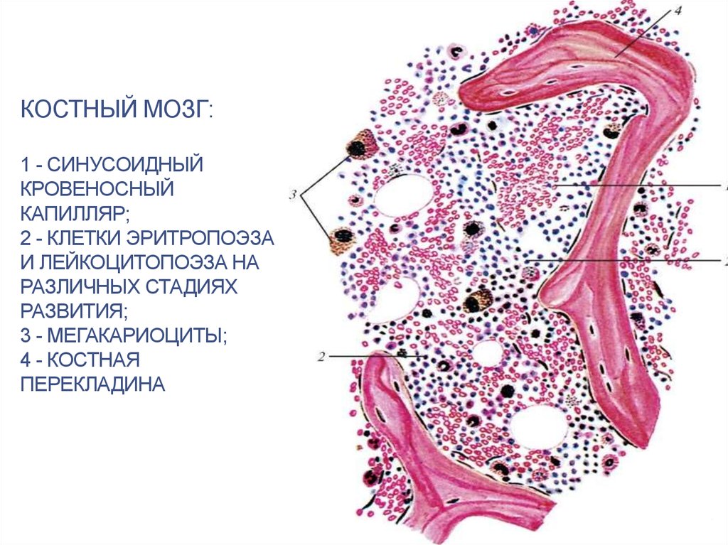 Строение костного мозга схема