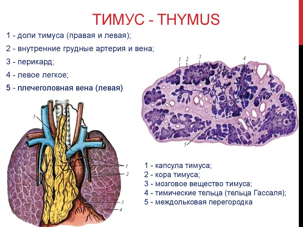 Тимус источник развития общий план строения функция