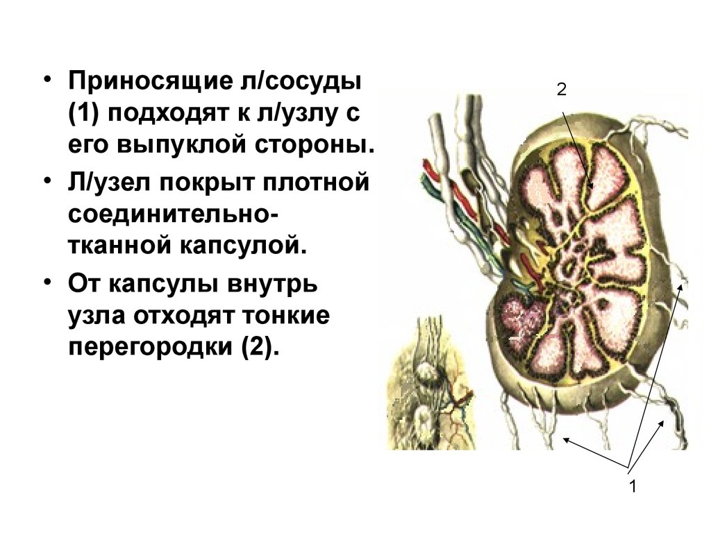 Сердце лимфатические сосуды. Формы лимфатических узлов. Приносящие сосуды лимфатического узла. Лимфатические сосуды почки. Функции лимфатических узлов.