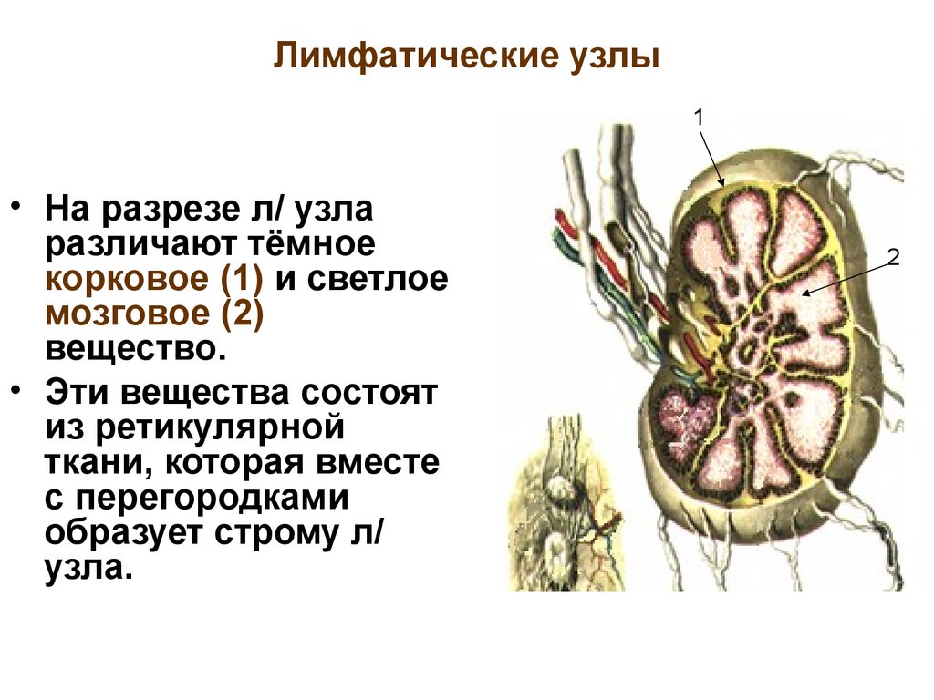 Лимфоузлы цвет. Схема строения лимфатического узла. Строение лимфатического узла анатомия. Лимфоузел схема строения. Строение узлов лимфатической системы.