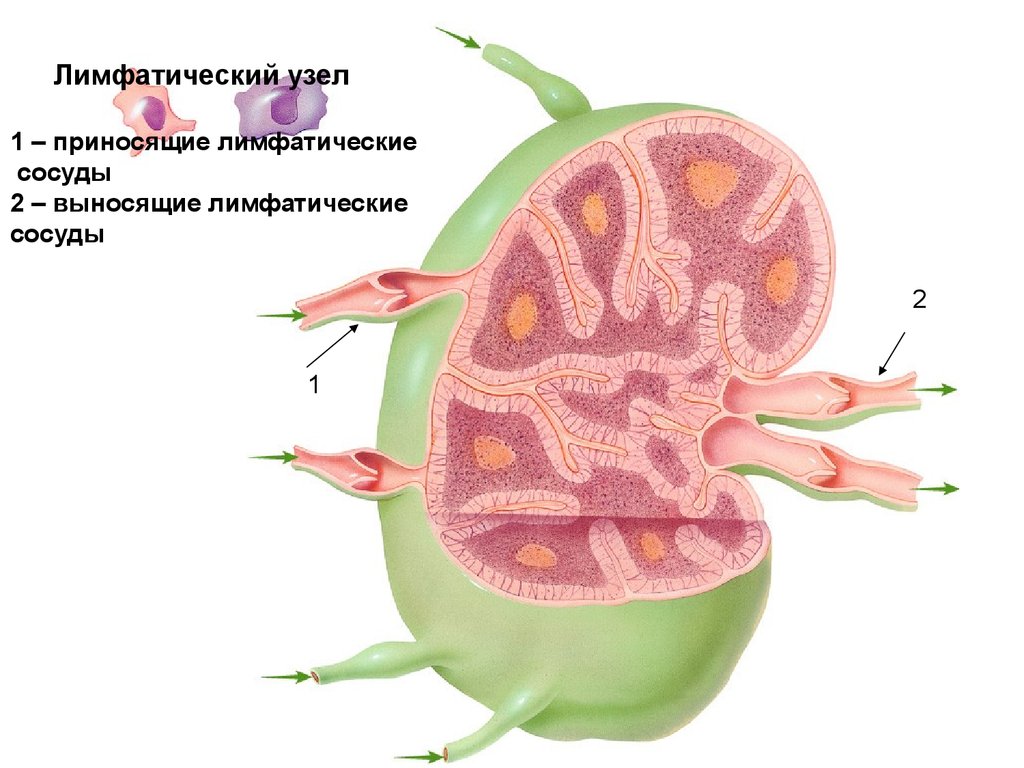 Строение лимфоузла рисунок