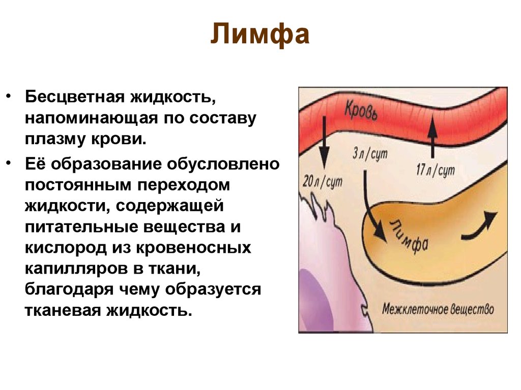 Состав лимфы схема