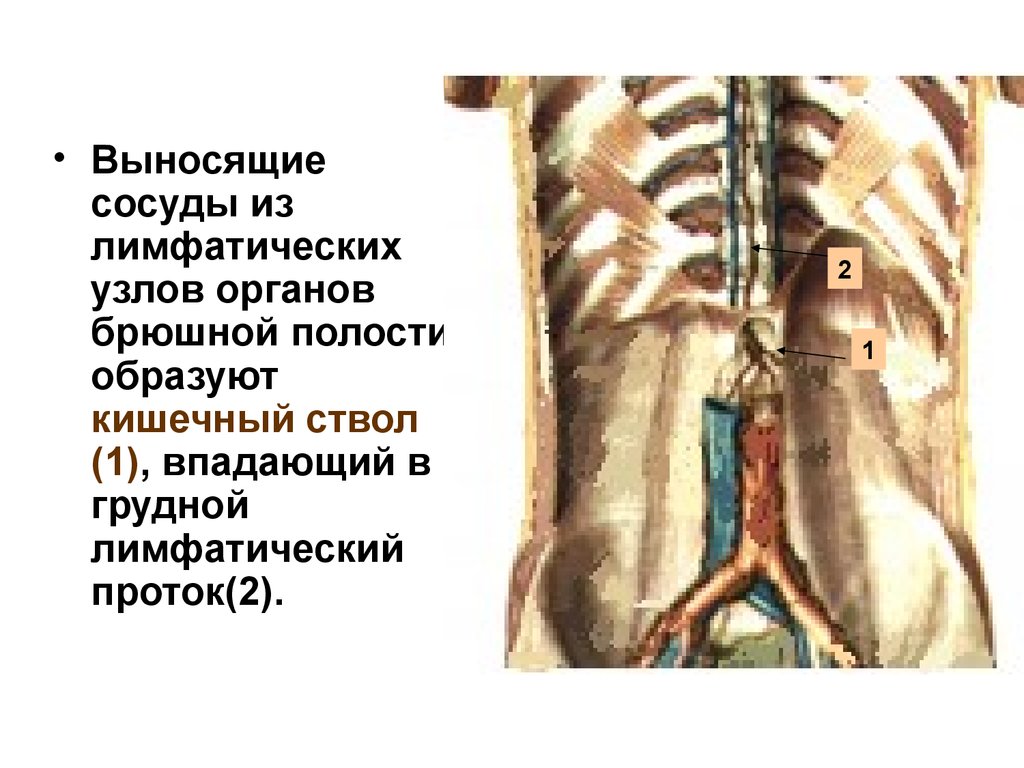 Лимфоузлы брюшной полости. Лимфатическая система кишечный ствол. Анатомия лимфатической системы грудной полости. Лимфатические стволы брюшной полости анатомия. Лимфатические сосуды стволы и протоки.