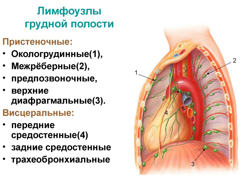 Схема лимфоузлы грудной клетки