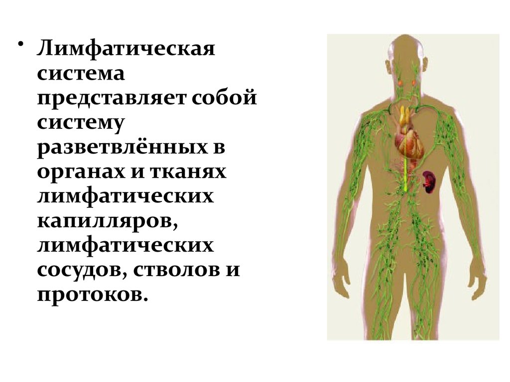 Схема строения лимфатической системы пропущенные компоненты