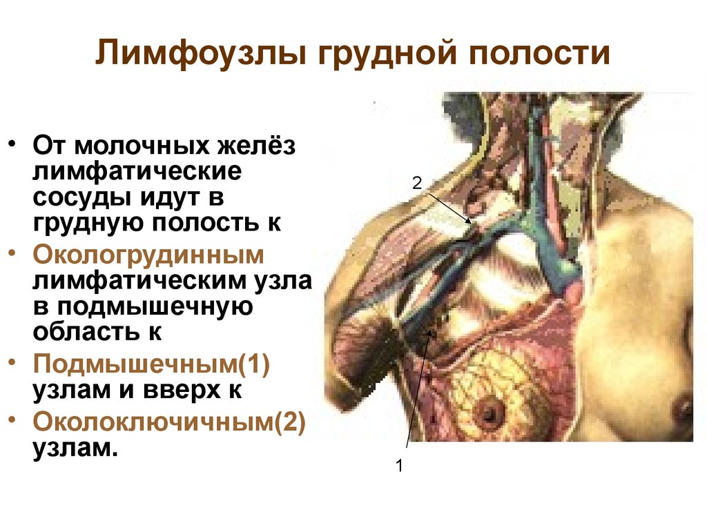 Лимфа повышенная. Лимфатические сосуды грудной полости анатомия. Аксиллярная область лимфоузлов молочной железы. Грудные лимфатические узлы. Лимфатические узлы грудной полости.