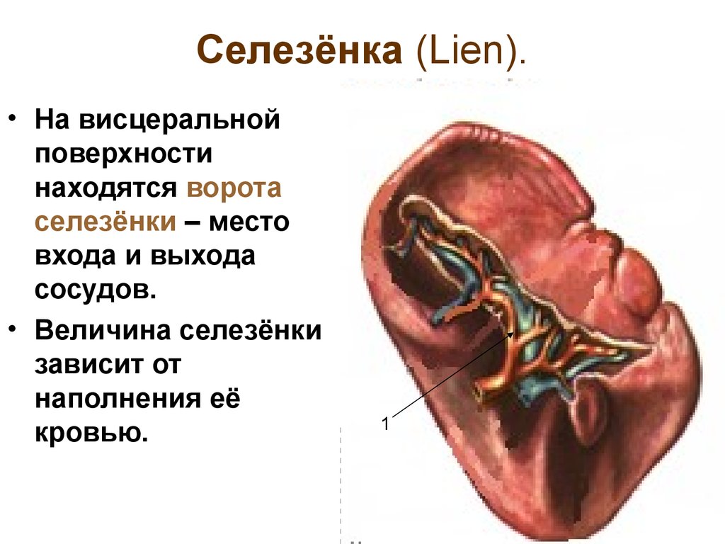 Селезенка правый. Анатомия селезенки висцеральная поверхность. Висцеральная поверхность селезенки. Ворота селезенки анатомия. Внутреннее строение селезенки.