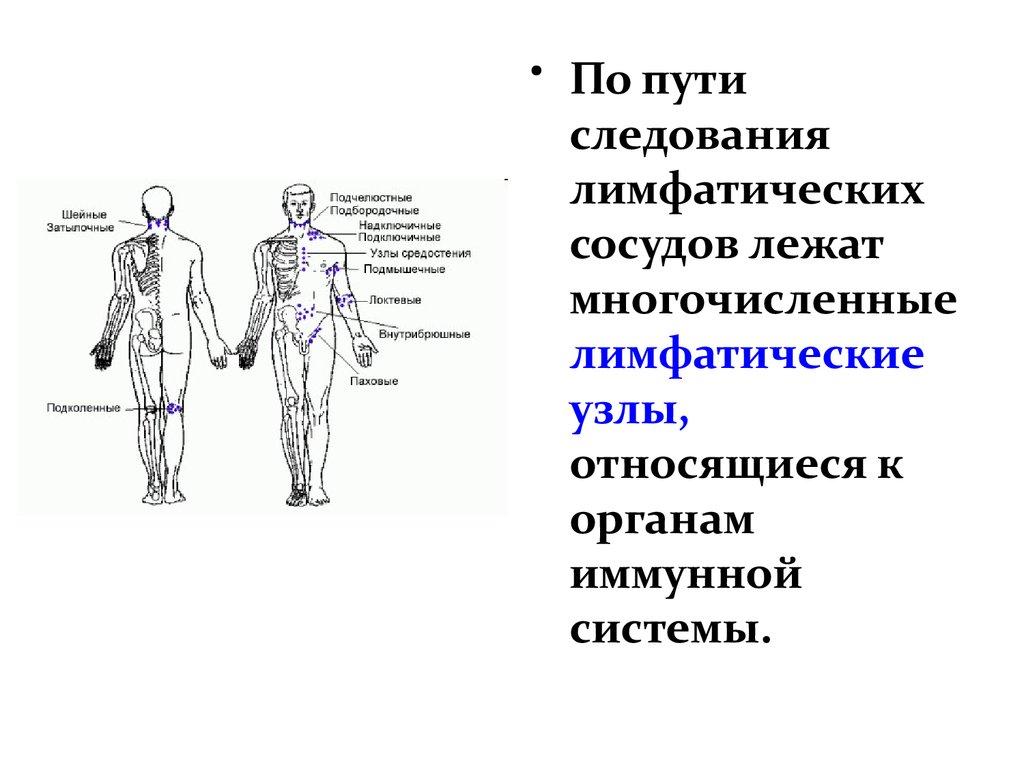 Периферические лимфоузлы. Лимфатические сосуды отсутствуют в. По пути следования лимфатических сосудов. Функциональная анатомия иммунной системы. Лимфатические узлы относятся к системе.