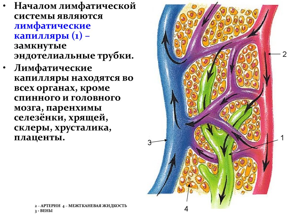 Анатомия лимфатической системы презентация